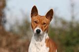 BASENJI 057